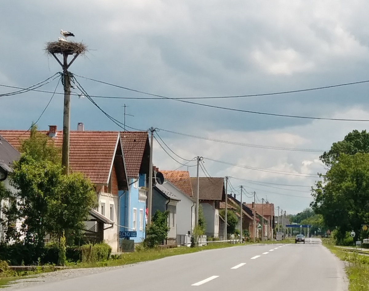 Anne-Sophie was convinced these are Storks. We saw them nesting on telephone poles like this all the way from Croatia to Turkey.